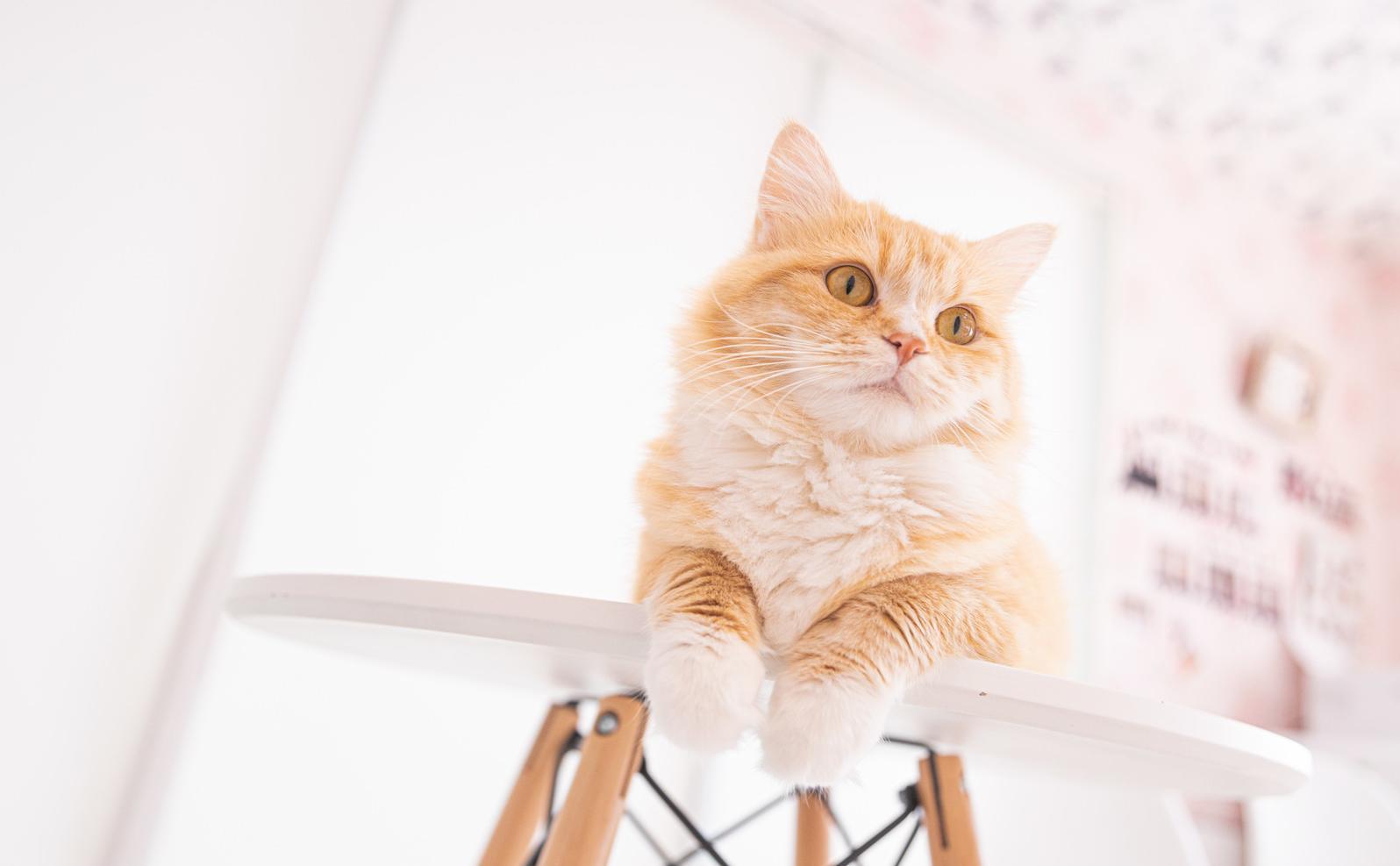 タイアップ画像